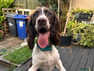 Sprocker dogs Sprocker one year - Advert 3