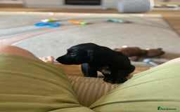 Cocker Spaniel dogs for sale: Cocker spaniel pup for sale  - Image 2