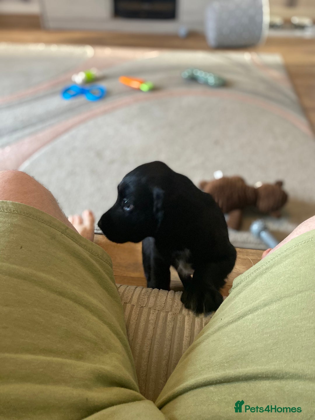 Cocker Spaniel dogs for sale: Cocker spaniel pup for sale  - Image 2