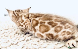 Bengal cats for sale: Seal mink snow & charcoal seal bengal  - Image 21