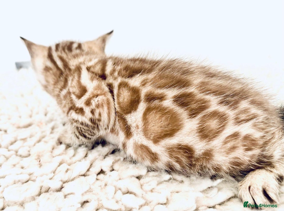Bengal cats for sale: Seal mink snow & charcoal seal bengal  - Image 21