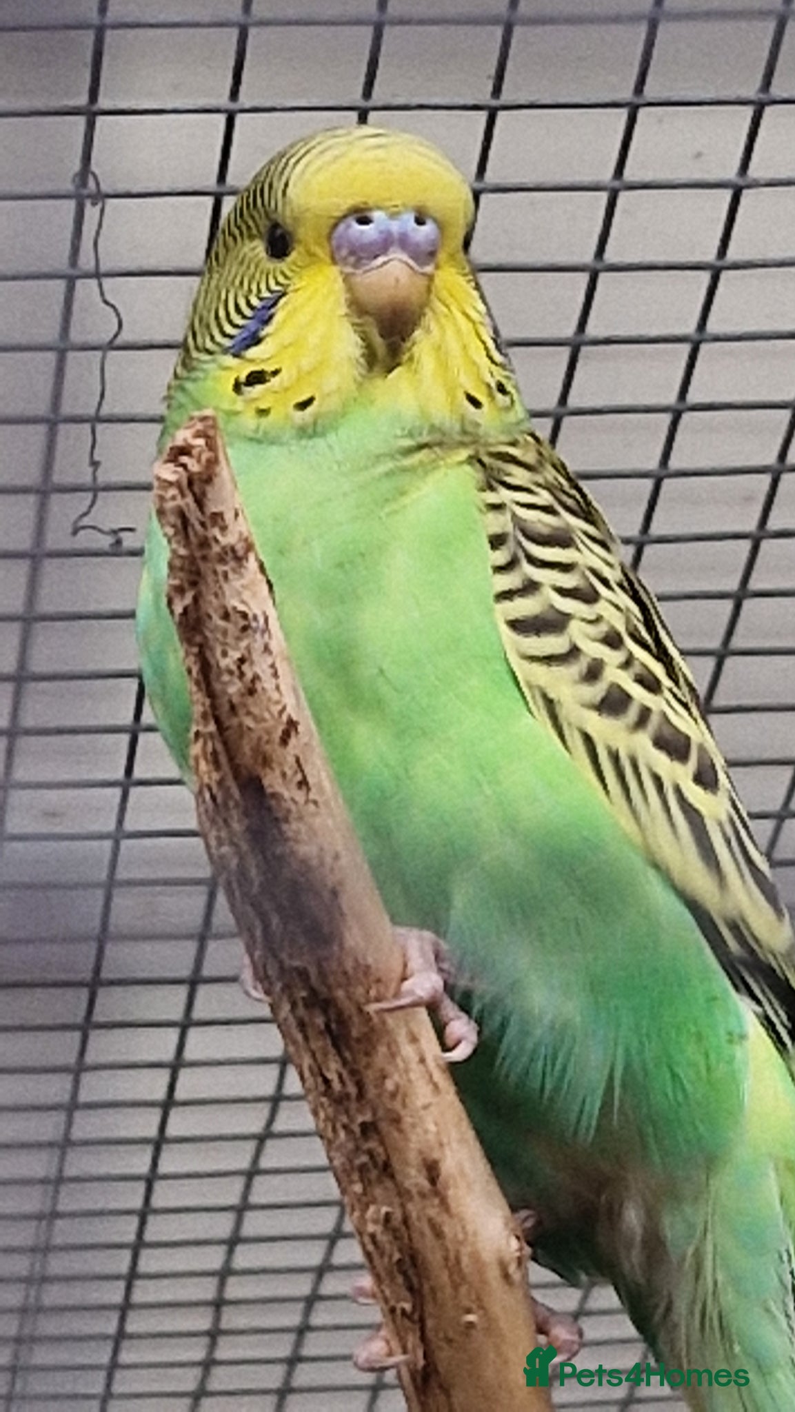 Budgerigars birds 1 female 11 week old budgie green split to blue - Advert 2