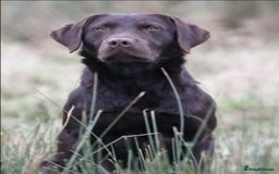 Labrador Retriever dogs for sale: Chocolate Labradors by FLASHMOUNT TENOR of TAGABEA - Image 12
