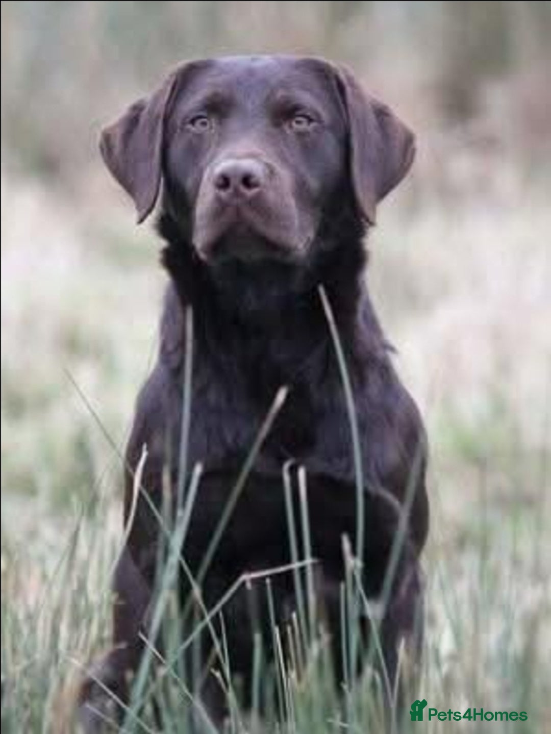 Labrador Retriever dogs for sale: Chocolate Labradors by FLASHMOUNT TENOR of TAGABEA - Image 12