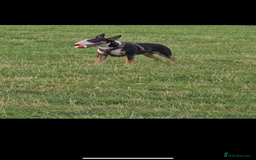 English Bull Terrier dogs for stud: Bullet is up for stud!!! - Image 2