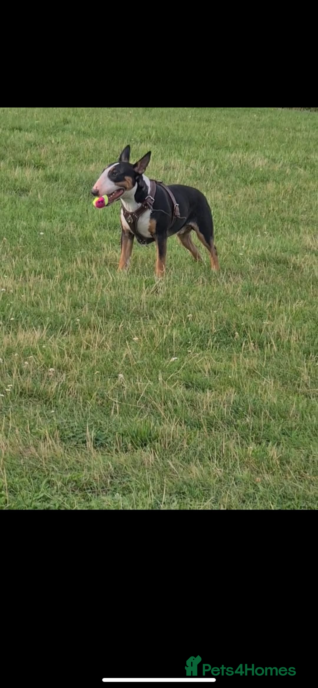 English Bull Terrier dogs for stud: Bullet is up for stud!!! - Image 2