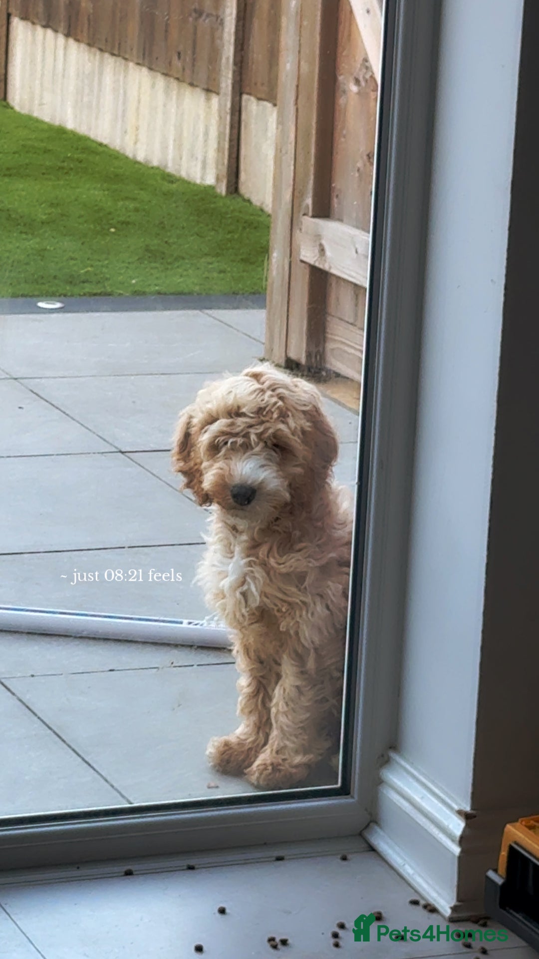 Cockapoo dogs for sale: Cuddles looking for new home - Advert 2