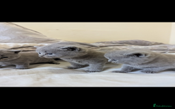 British Shorthair cats for sale: Purebred British shorthairs  - Image 5