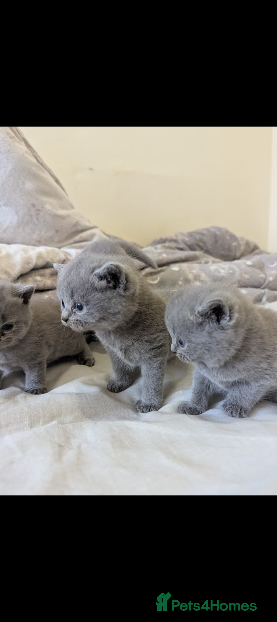 British Shorthair cats for sale: Purebred British shorthairs  - Image 5