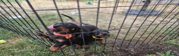 Dachshund dogs for sale: 4 MINIATURE DASCHOUNDS LEFT  - Advert 2