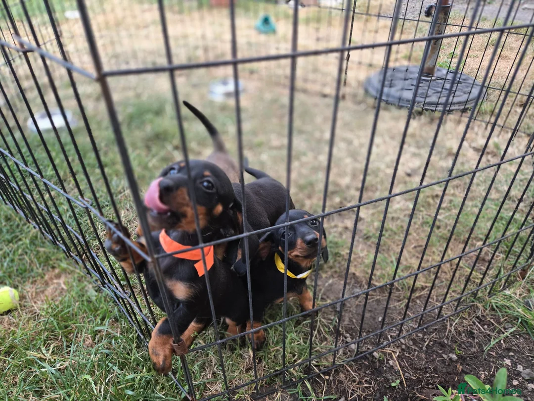 Dachshund dogs for sale: 4 MINIATURE DASCHOUNDS LEFT  - Advert 2
