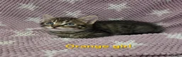 Mixed Breed cats for sale: Beautiful kittens looking for their forever homes  - Advert 36