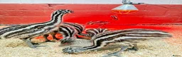 Emus poultry for sale: Emu Chicks - Advert 4