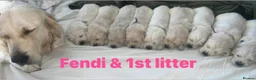 Golden Retriever dogs for sale: Our Beautifil KC registered Golden Retriever   in Leeds - Advert 28