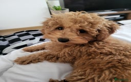 Maltipoo dogs for sale: Maltipoo  - Image 10