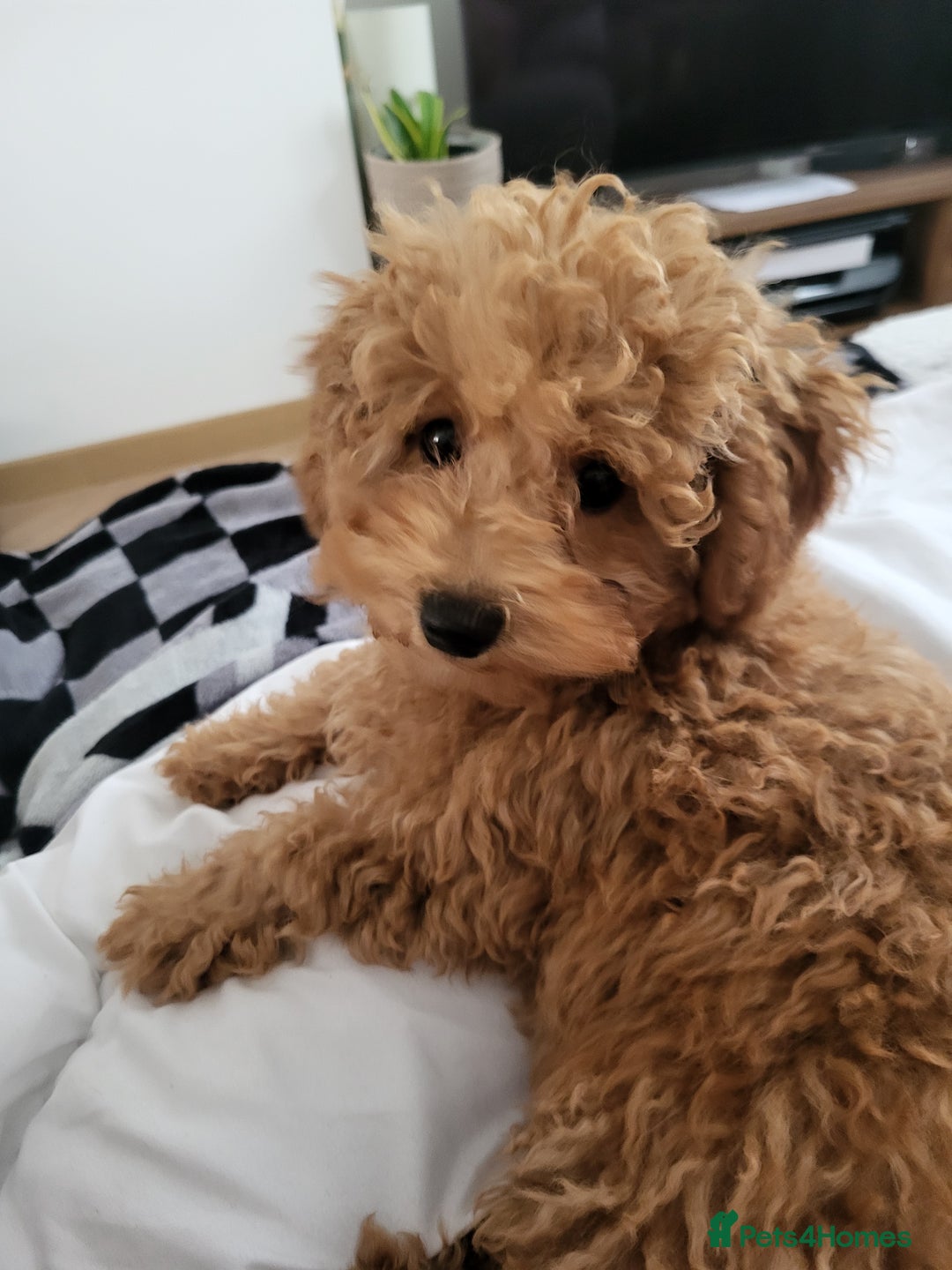 Maltipoo dogs for sale: Maltipoo  - Image 10