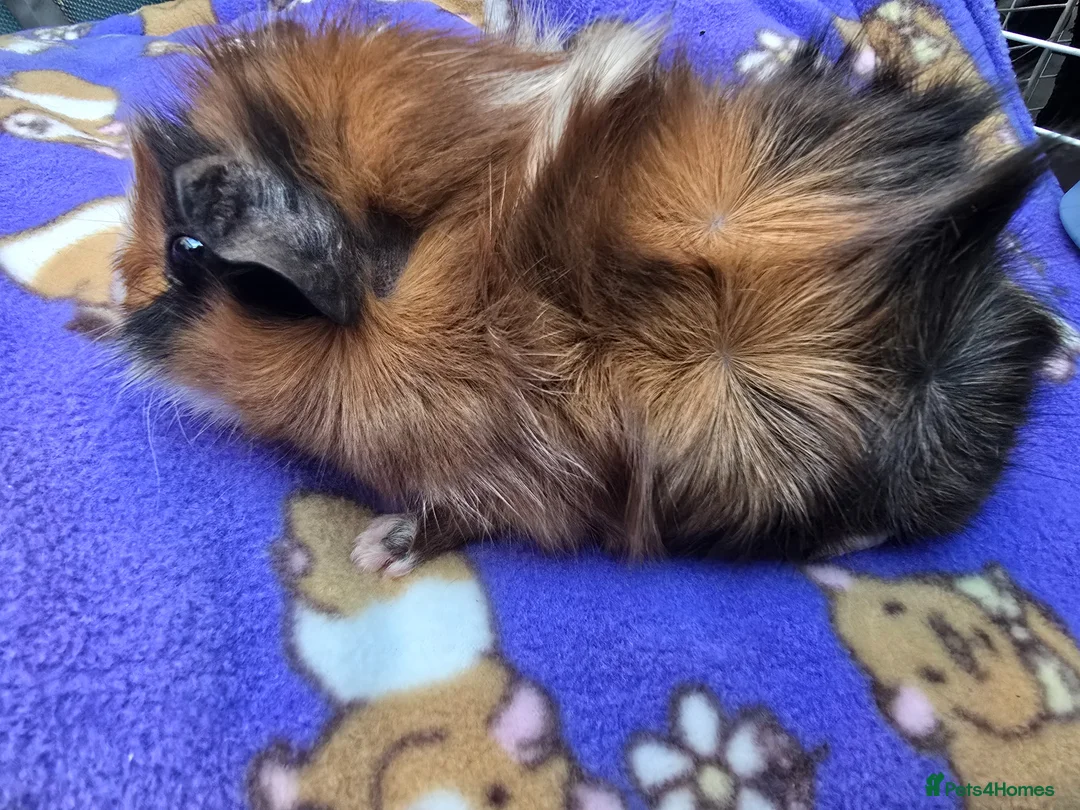Guinea Pig rodents for sale: Abyssinian Guinea Pigs - Advert 2