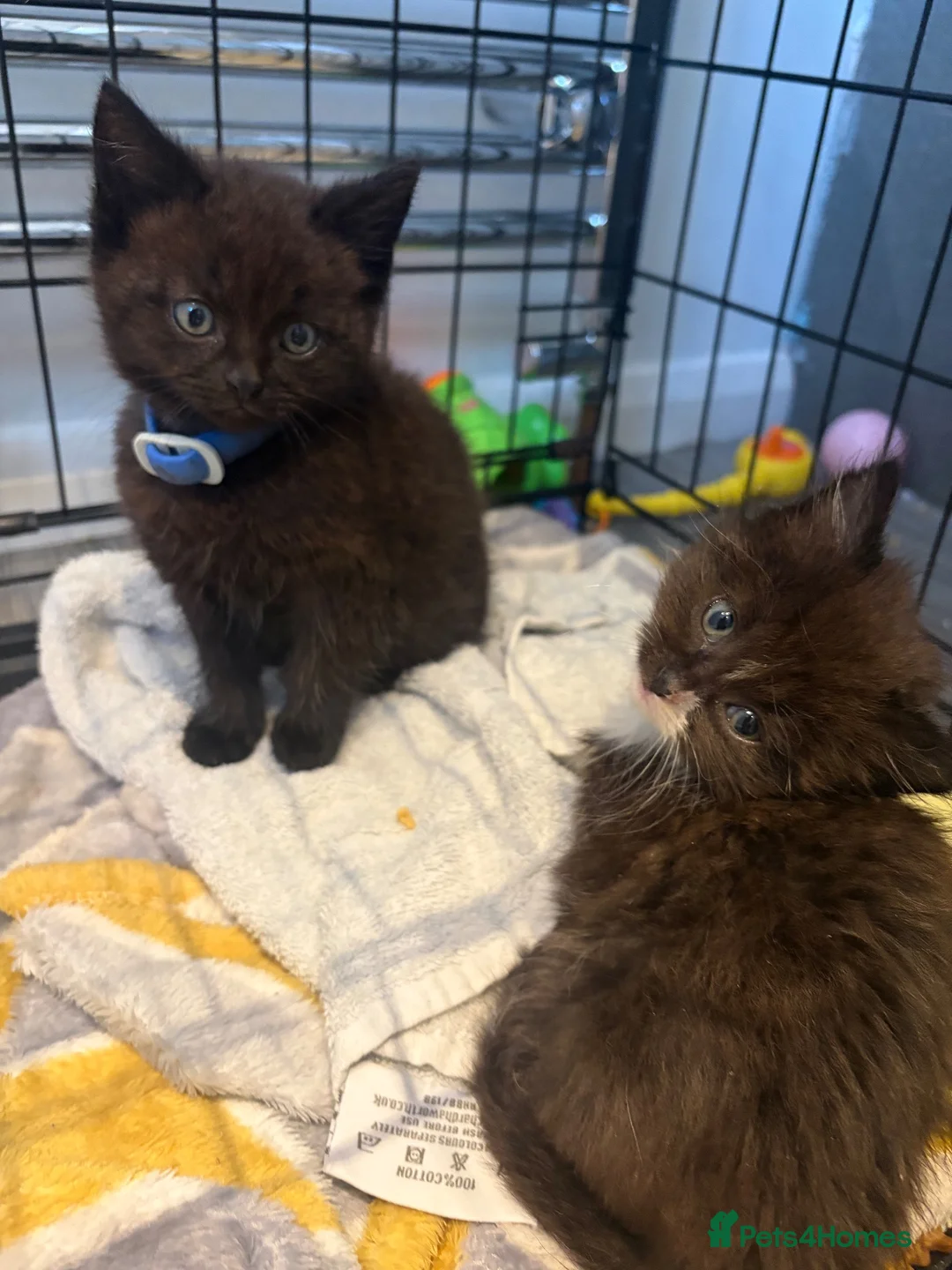 Domestic Shorthair cats for sale: Kittens - Advert 1