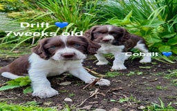 English Springer Spaniel dogs for sale: Springer Spaniels - Image 35