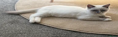 Ragdoll 1