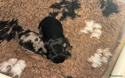 Miniature Dachshund dogs for sale: Stunning Kc Reg Long Hair Mini Dachshund puppies - Image 4