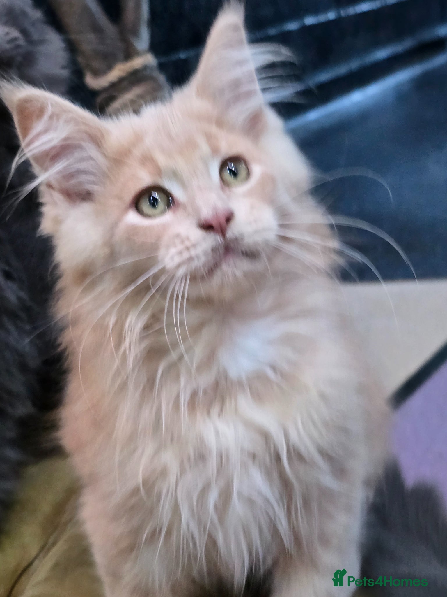 Maine Coon cats Beautiful gccf PET registered maine coon babies  - Advert 2