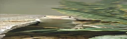 Dragon reptiles for sale: Great Rankins Male - Advert 6
