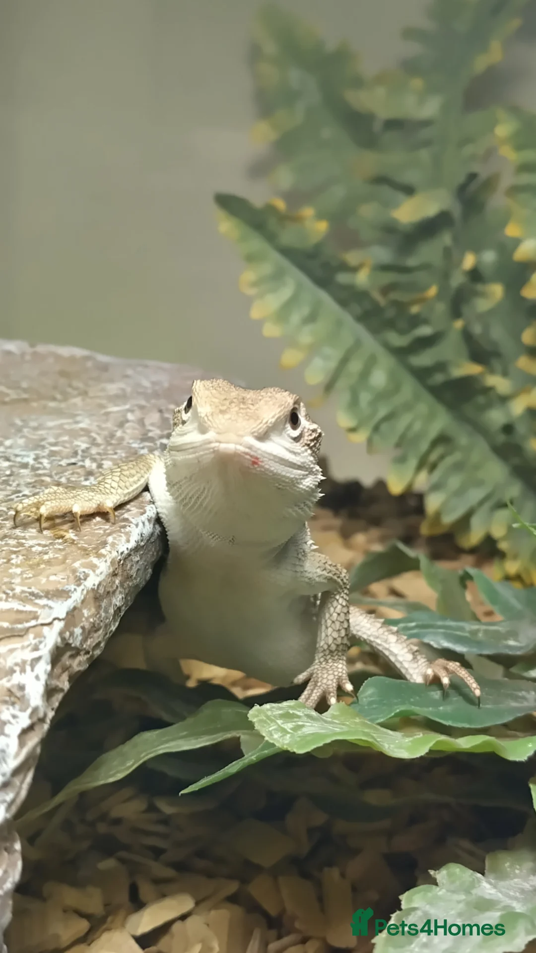 Dragon reptiles for sale: Great Rankins Male - Advert 6
