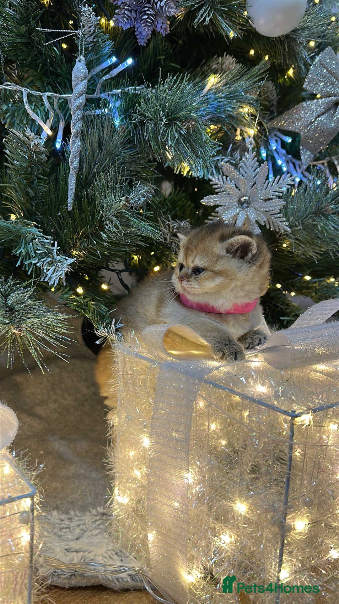 Scottish Fold cats for sale: Adorable Scottish Kittens – Raised with Love - Advert 6