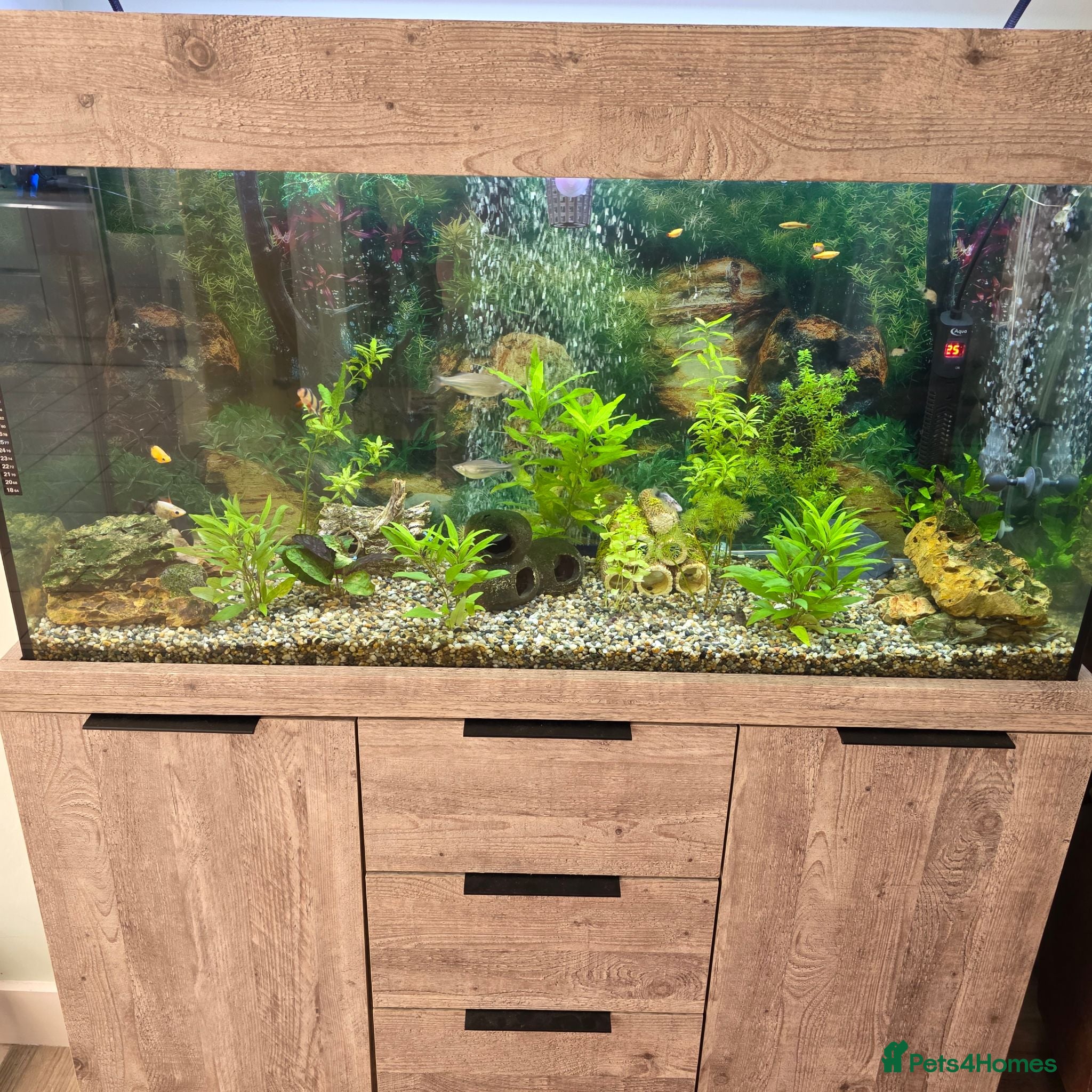 Platies fish Tropical fish - Advert 1