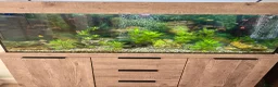 Platies fish for sale: Tropical fish - Advert 1