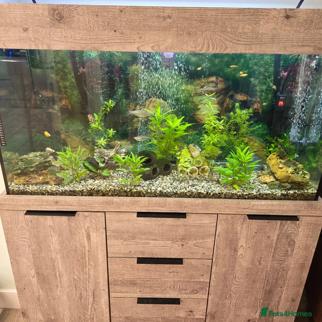 Platies fish for sale: Tropical fish - Advert 1