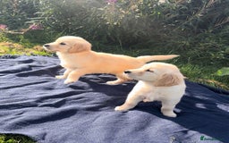 Golden Retriever dogs for sale: Golden retriever puppy's for sale  - Image 3