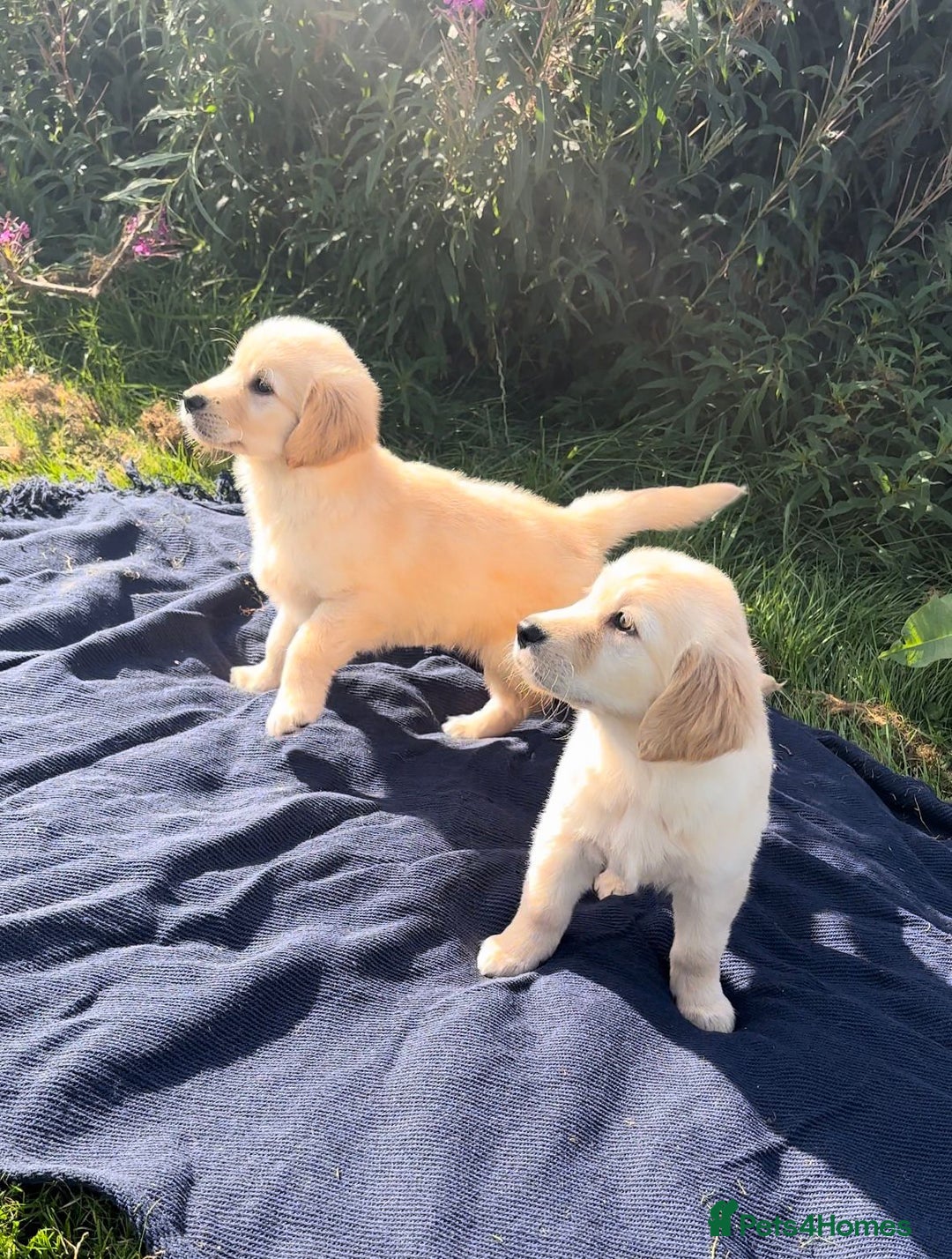 Golden Retriever dogs for sale: Golden retriever puppy's for sale  - Image 3
