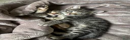 Bengal cats for sale: 2 Bengal Girl Kittens in Plymouth - Advert 7