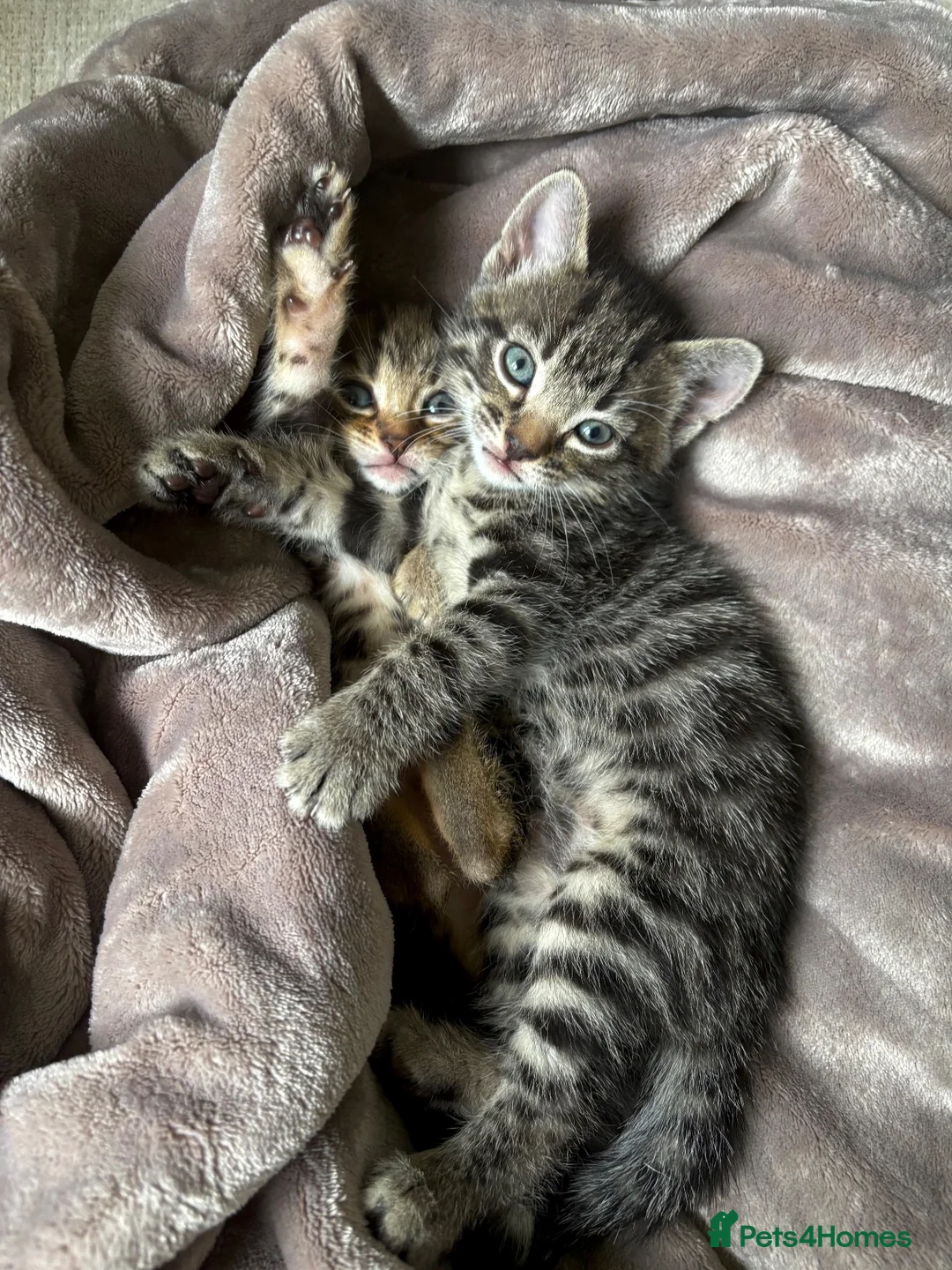 Bengal cats for sale: 2 Bengal Girl Kittens in Plymouth - Advert 7
