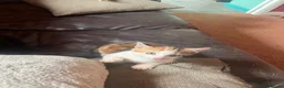 Mixed Breed cats for sale: 4 kittens looking for their forever homes  - Advert 9