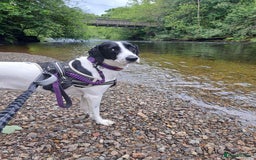 Pointer dogs for adoption: Charlie is looking for his forever home  - Image 14