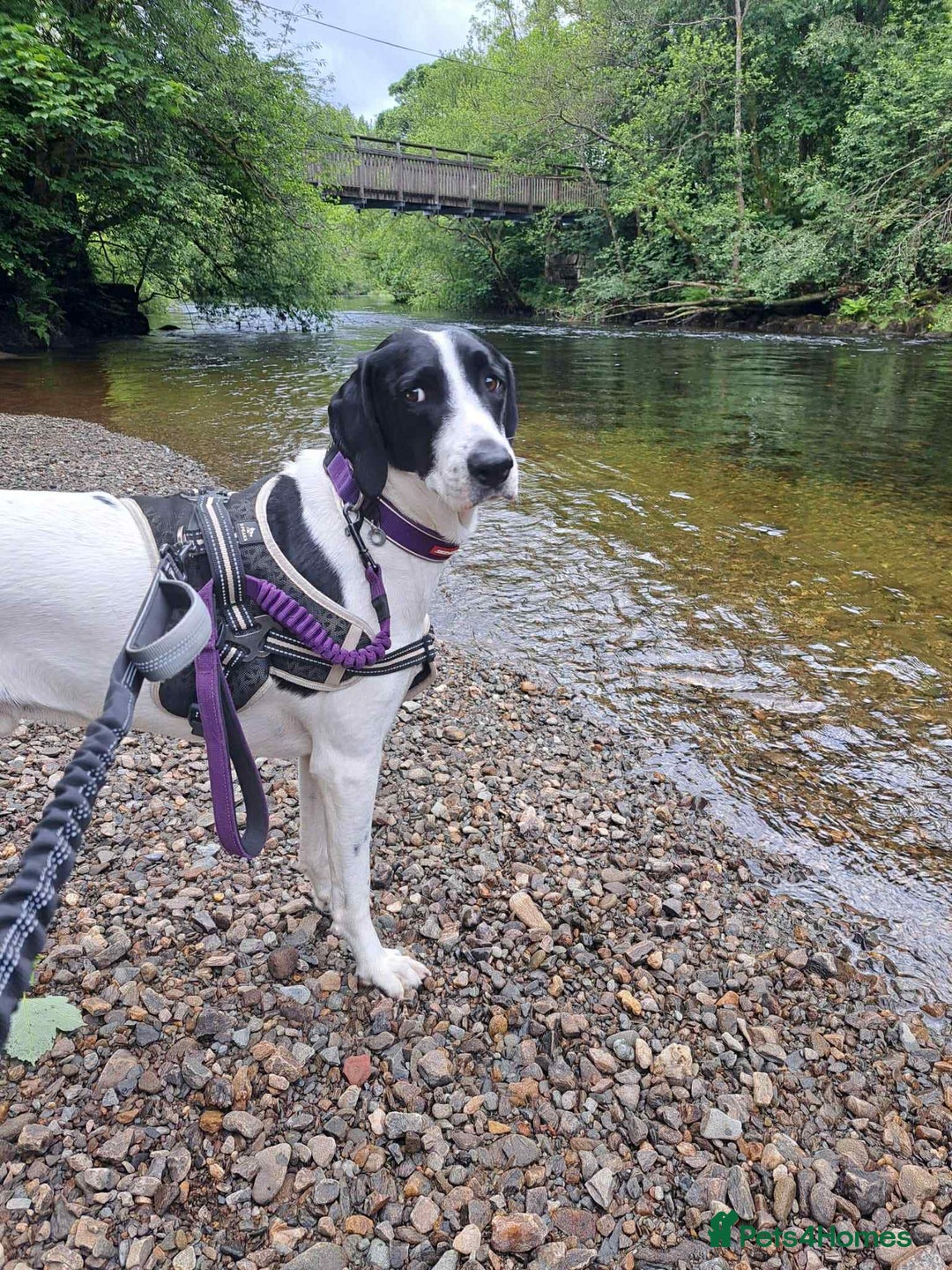 Pointer dogs for adoption: Charlie is looking for his forever home  - Image 14