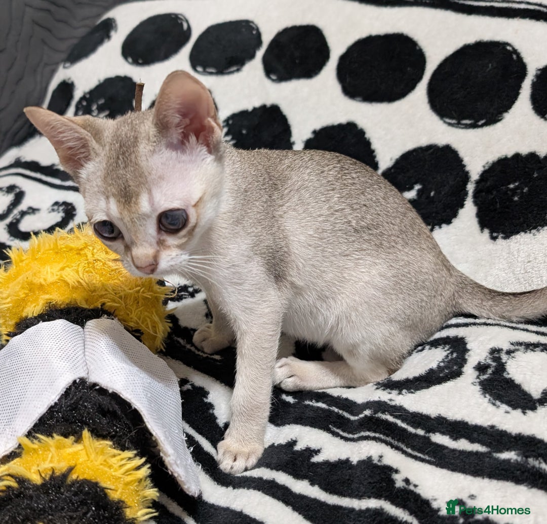 Singapura cats for sale: Registered Singapura kittens  - Image 4