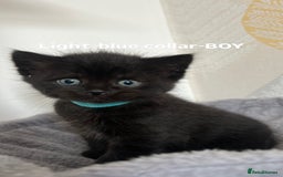 British Shorthair cats for sale: British shorthair black/2point - Image 9
