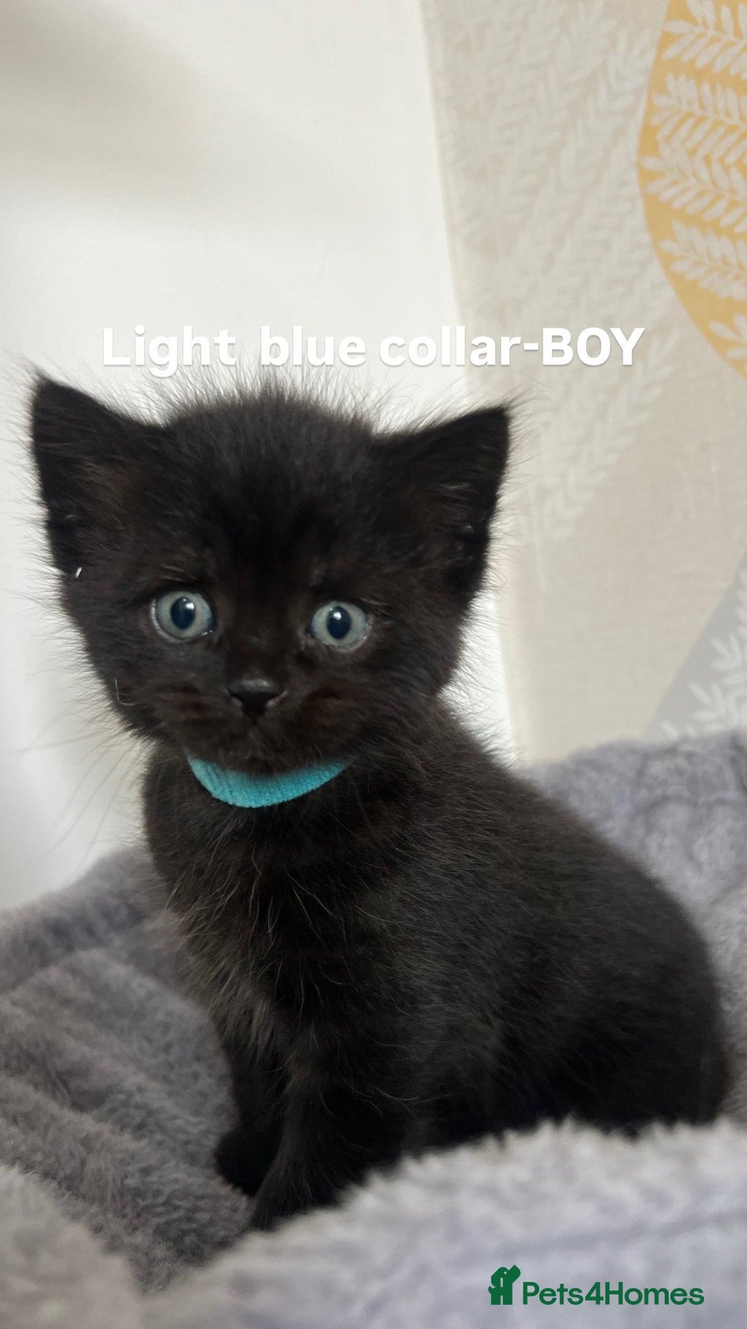 British Shorthair cats for sale: British shorthair black/2point - Image 9