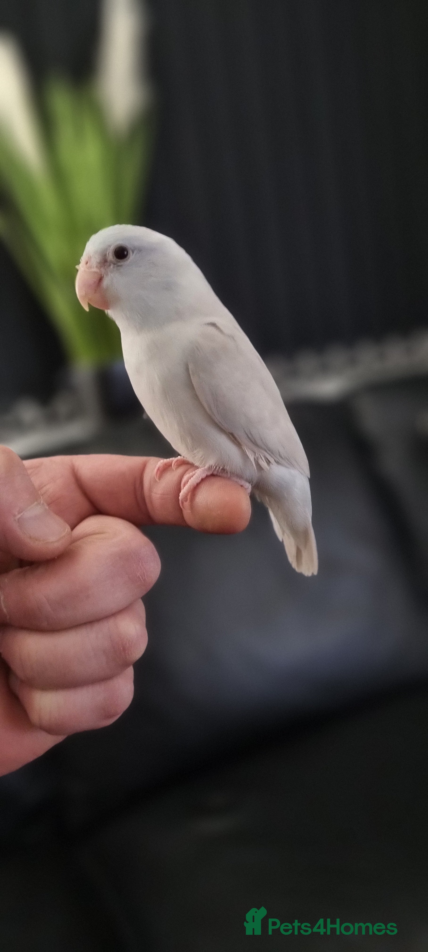 Parrots birds 8 week old Hand Reared Baby Parrotlet - Advert 6