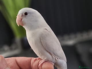 Parrots birds 8 week old Hand Reared Baby Parrotlet - Advert 4