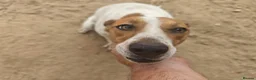 Mixed Breed dogs for adoption:  🚨 A Home For Bebe ❤️  - Advert 3
