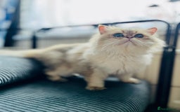 British Longhair cats for stud: 🐾🐾🐱Pretty boy looking for a girl 🐱🐾🐾 in Luton - Image 18