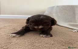 Cockapoo dogs for sale: 8 beautiful cockapoo puppies  - Image 4