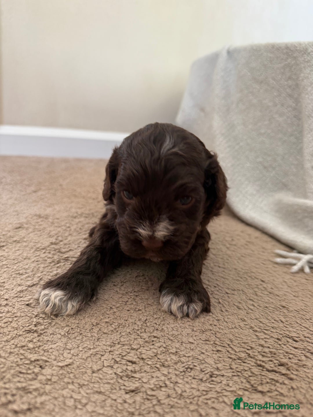 Cockapoo dogs for sale: 8 beautiful cockapoo puppies  - Image 4