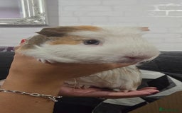 Guinea Pig rodents for sale: 2 bonded females - Image 5