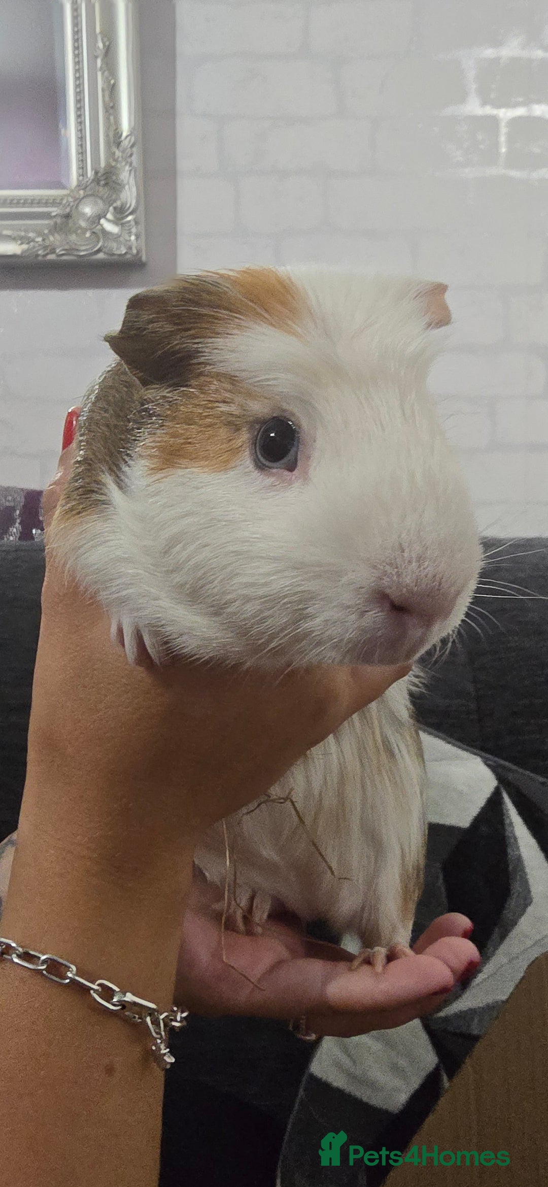 Guinea Pig rodents for sale: 2 bonded females - Image 5